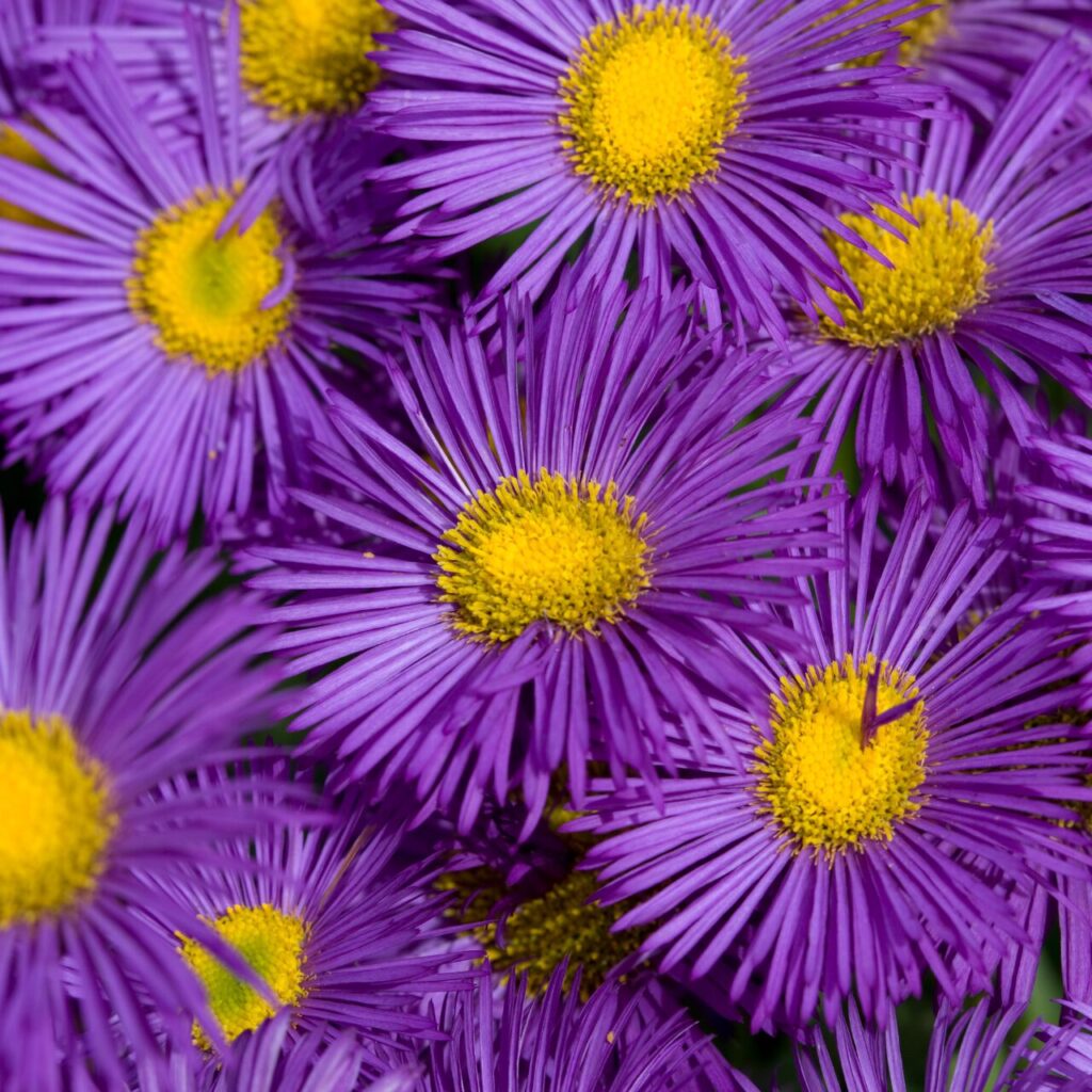 yellow and purple flowers